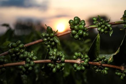 Gro de caf verde no municpio de Colniza