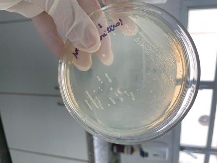 Clonagem e express�o da prote�na NS1 