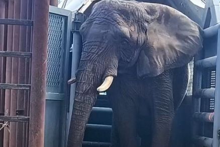 A elefanta Pupy na chegada a Chapada dos Guimares