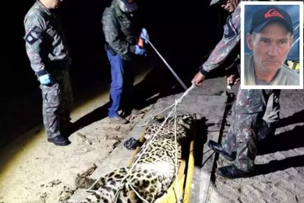 O felino foi capturado pela Pol�cia Militar Ambiental nesta madrugada