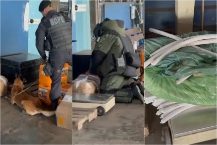 Localizao de explosivo contou com auxlio de ces farejadores 