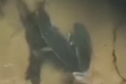 Imagem mostra cardume de dourados em rio de Nobres 