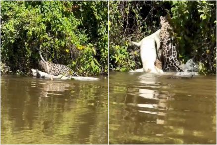 Ti, a ona de 11 anos, mostra por que  temida pelos jacars do Pantanal