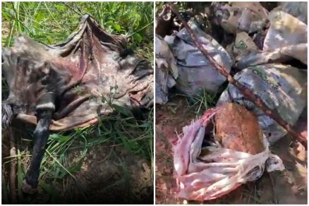 Carcaa do animal foi encontrada na regio do bairro Trs Barras