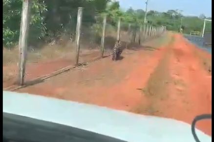 V�deo mostra on�a caminhando pr�ximo a �rea de vegeta��o 