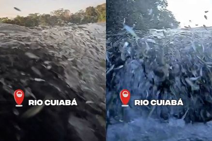 Milhares de peixes subindo o Rio Cuiab�: fartura