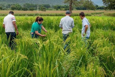 Produtores rurais em atividade no campo 