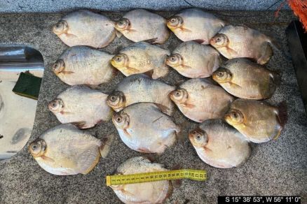 Peixes apreendidos
