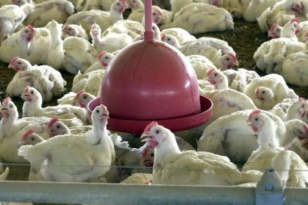 O registro dos primeiros casos levou diversos pa�ses a interromper compra de frango do Brasil