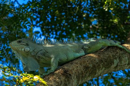 A iguana  um animal presente nas reas verdes da cidade