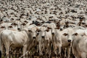 Cceres se destaca entre os maiores rebanhos do pas