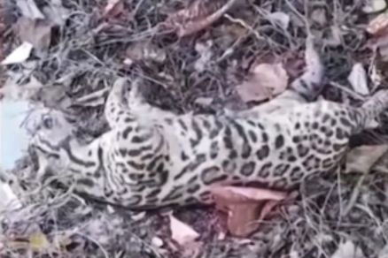 O animal foi encontrado morto em um terreno baldio em Cuiab�