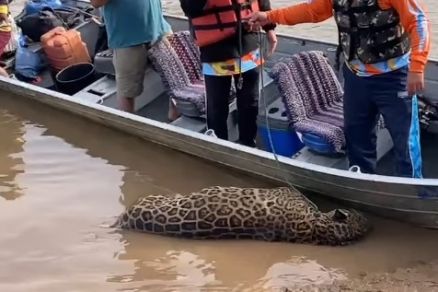 A on�a foi encontrada morta no Dia Mundial do Meio Ambiente 