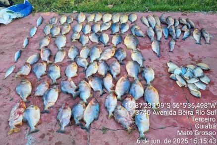 Foram apreendidas 112 unidades de peixes irregulares