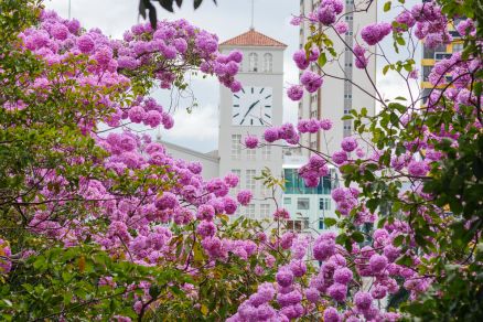 Ip�-rosa localizado no Morro da Luz, no centro de Cuiab�  