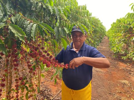 Cultivo de caf com polinizao no Centro de Pesquisa da Empaer em Tangar da Serra
