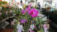 Vrzea-grandenses aderem e 5 mil pessoas prestigiam 1 Festival de Flores e Plantas