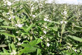 Pulses avana em MT e prometem rentabilidade maior que milho e soja