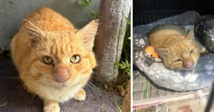 A criptococose  uma infeco fngica rara em animais, geralmente adquirida pela inalao de esporos