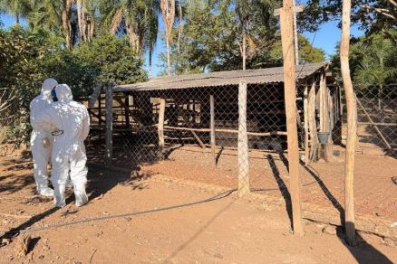 Agente do Indea no local