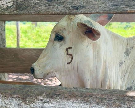 Mato Grosso possui aproximadamente 4,4 milhes de bezerras na idade determinada para a vacinao contra a brucelose