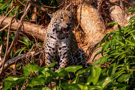 O objetivo  posicionar o Pantanal como um dos principais destinos de turismo de vida selvagem no mundo 