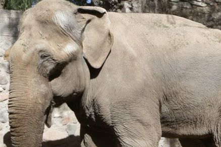 O elefante Tamy, que morreu em Mendoza, na Argentina