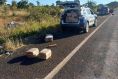 Caminhonete com droga capota, e PM prende dois em rodovia 