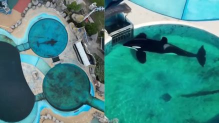 Kshamenk, a orca que vive isolada em parque argentino desde 1992