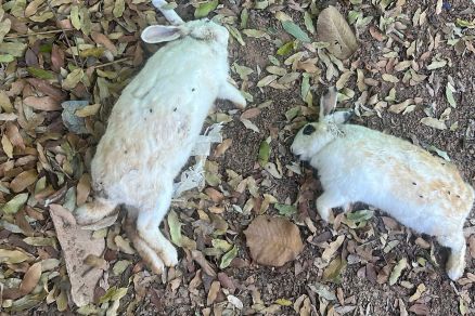 Dois dos animais mortos encontrados na Apae de Peixoto de Azevedo