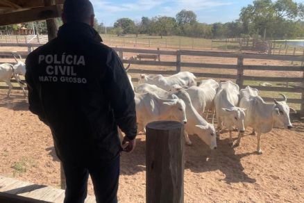 Polcia Civil durante apurao de roubo de gado em MT 