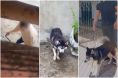 Cachorro  resgatado aps vdeos mostrarem agresses; veja