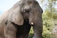 ltima elefanta de cativeiro chega ao Brasil e segue para Chapada