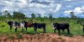 Transferncia de embries eleva produtividade e renda de pequenos produtores de leite em MT