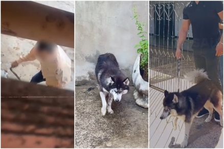 O momento em que o homem d cintadas no animal e o resgate
