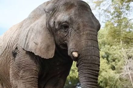  Kenya segue escoltada pela PRF em seu trajeto at o Mato Grosso