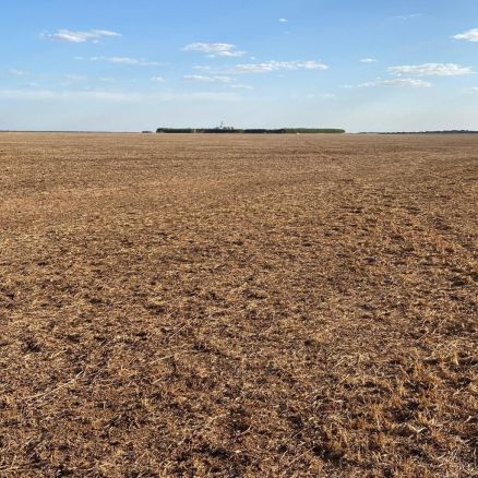 Durante o vazio sanitrio da soja os sojicultores ficam proibidos de plantar ou manter plantas vivas de soja em qualquer fase de desenvolvimento