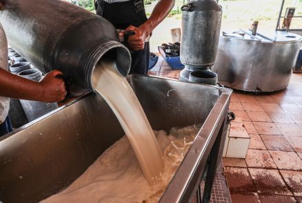 Agricultores Familiares ligados  cadeia leiteira agregam valor ao produto com selo de qualidade 