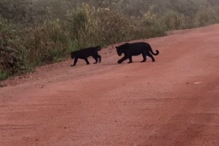 Onas-pretas atravessando estrada rural no Xingu 