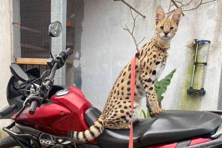 O gato Malandrex, do rapper Oruam