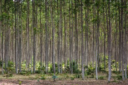 A proposta  realizar uma grande coleta de dados sobre produtividade florestal, prticas de manejo, uso de tecnologias e custos de produo 