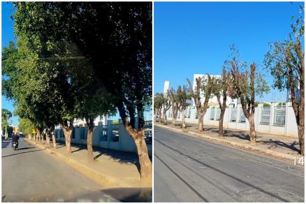 rvores tiveram copas inteiramente podadas, o que  contra lei ambiental