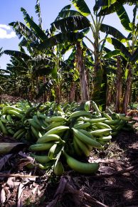 Cultivo da banana-terra an