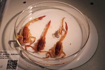 Mato Grosso registrou 1.698 acidentes por animais peonhentos de janeiro a julho deste ano