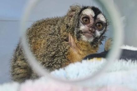 O macaco-da-noite resgatado