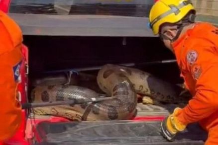 A cobra foi transportada e solta pelos bombeiros