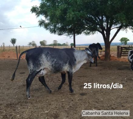 Novilhas do Programa de Melhoramento Gentico do Rebanho Leiteiro registram 25,4 litros diariamente