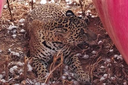 Filhote de ona, que buscou sombra em fazenda em MT