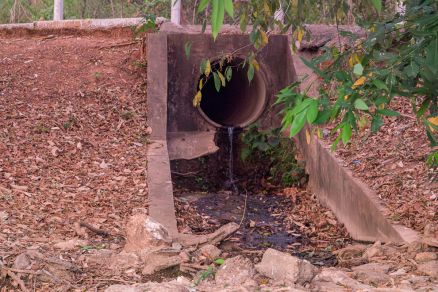 Peixe morto na lagoa do Parque das guas, em Cuiab 
