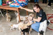 Animais resgatados passam por atendimento e preparo para vida em abrigo provisrio